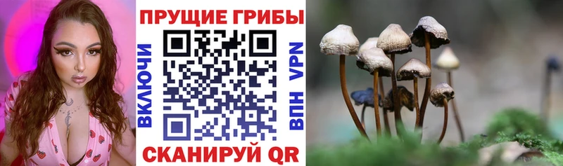 Галлюциногенные грибы Psilocybe Москва